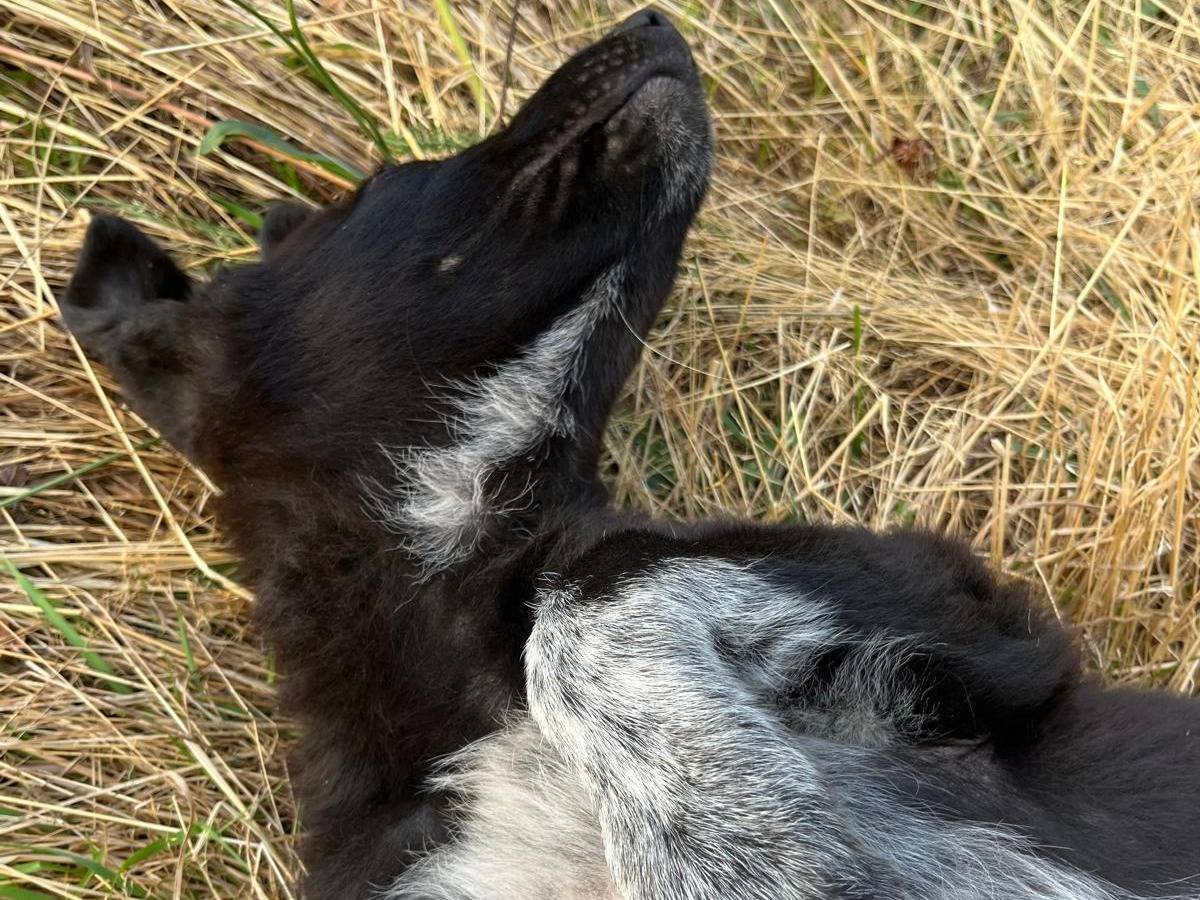Adotta un cane, taglia media, femmina, Torino