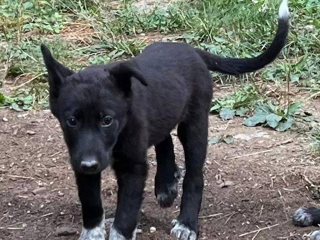 Vuoi adottare un cane a Torino?