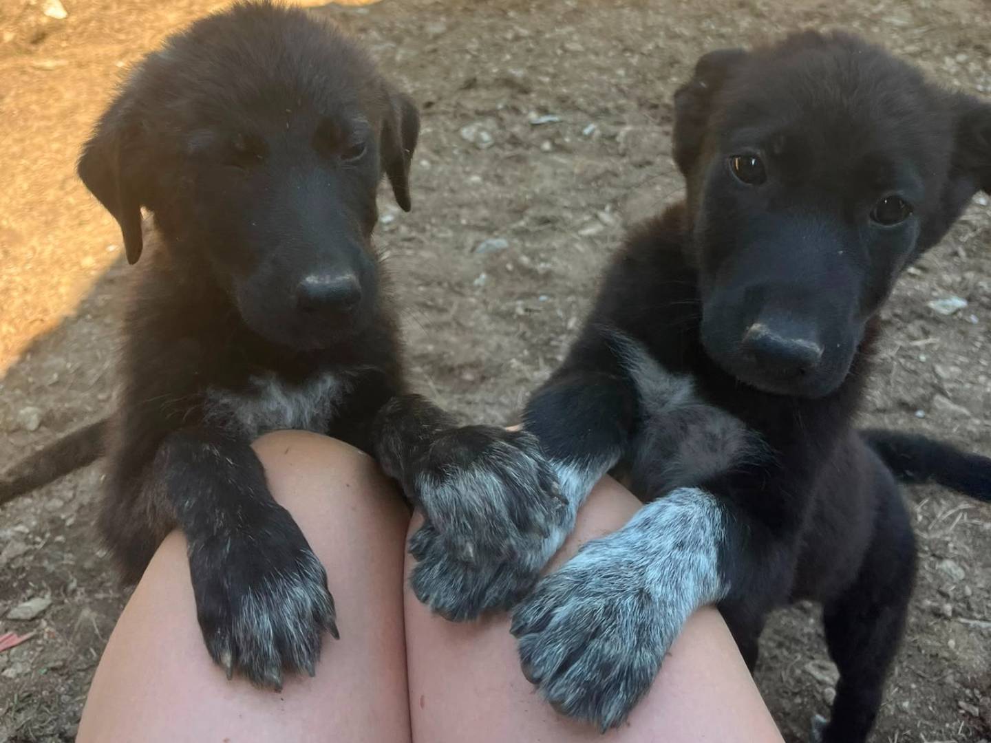 Adotta il cane MAPLE a Torino