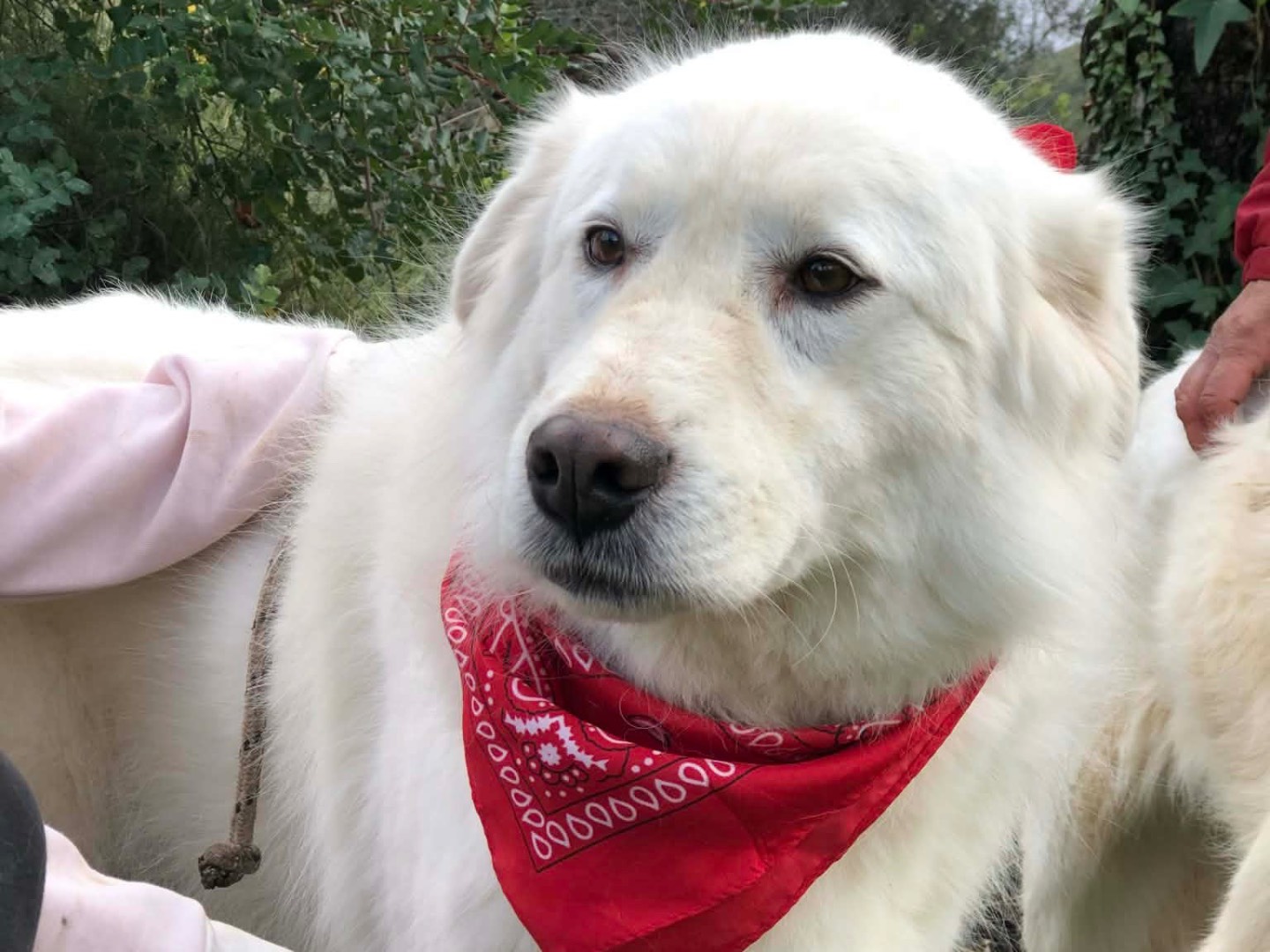 Adozione cane, maschio, Razza sconosciuta Razza sconosciuta, 7 anni e 2 mesi, taglia grande, Latina