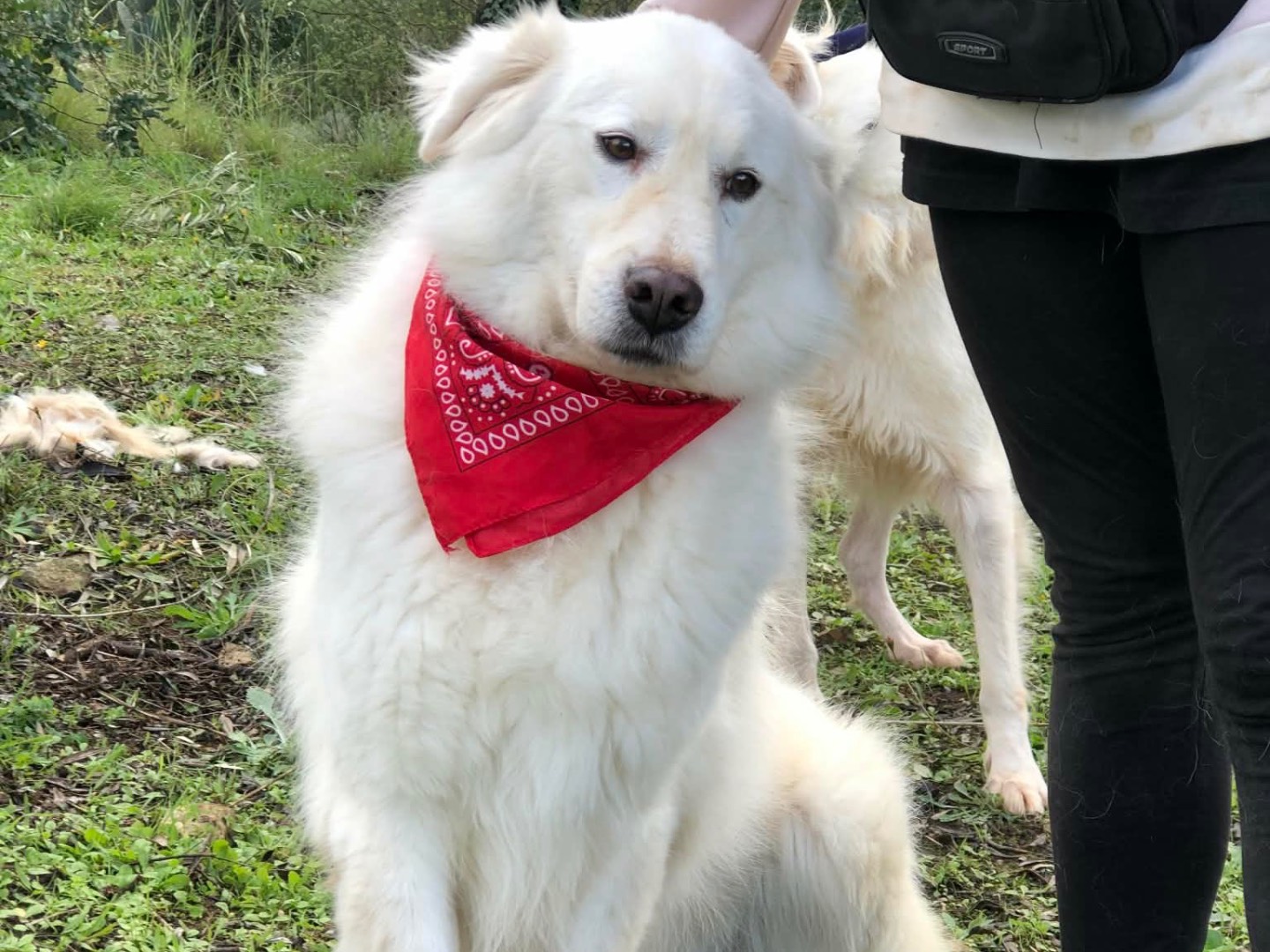 Adotta un cane, maschio, 7 anni e 2 mesi, Latina
