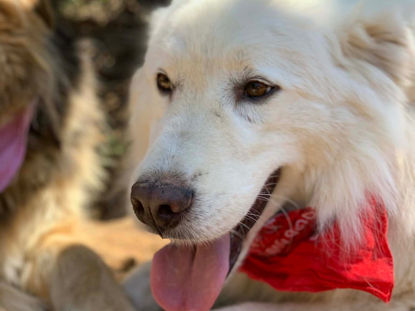 Adotta un cane, taglia grande, maschio, Latina
