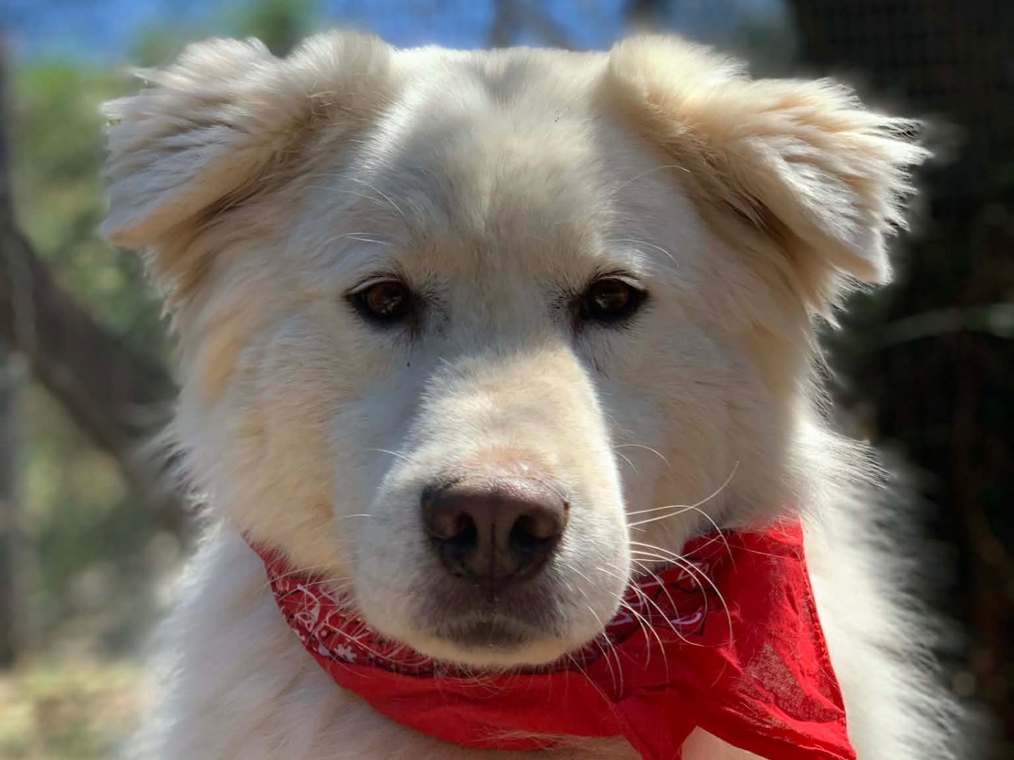 Vuoi adottare un cane a Latina?