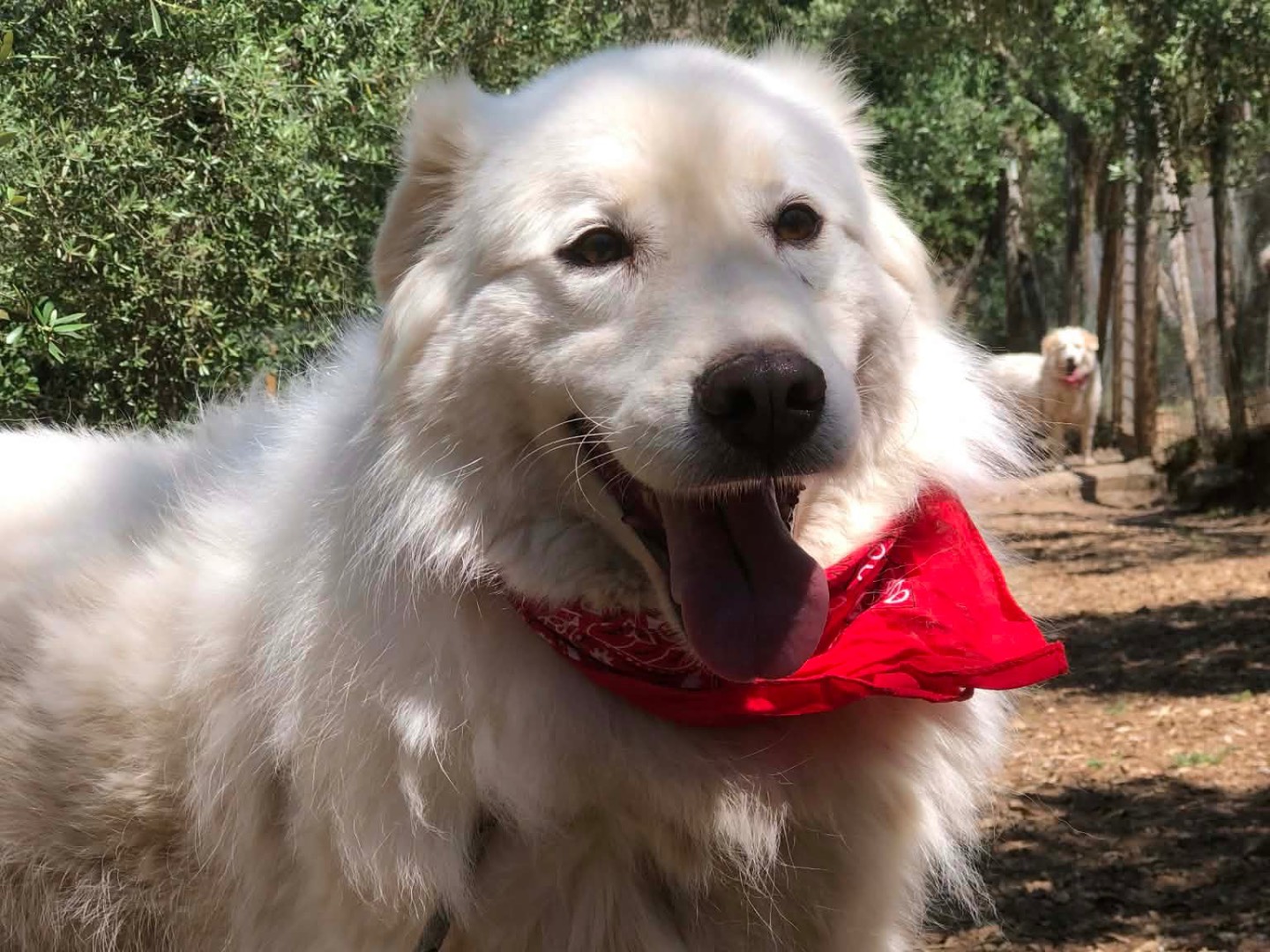 Adotta il cane Brie  a Latina