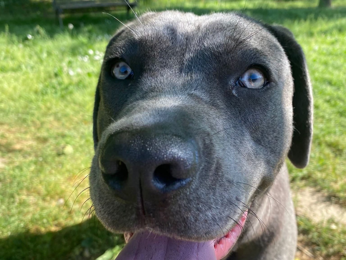 Adozione cane, femmina, Corso Razza sconosciuta, 11 mesi, taglia media, Novara