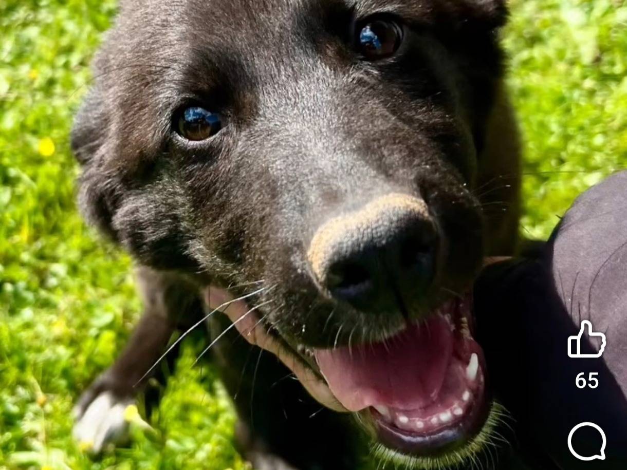 Adotta un cane, taglia media, maschio, Bari