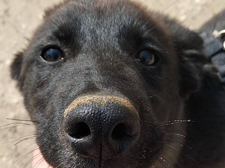 Vuoi adottare un cane a Bari?