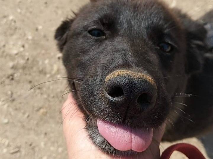 Adotta il cane Buio  a Bari