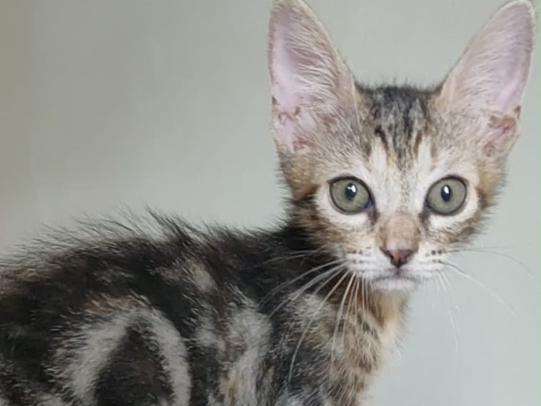 Adotta un gatto, taglia non valida, femmina, Crotone