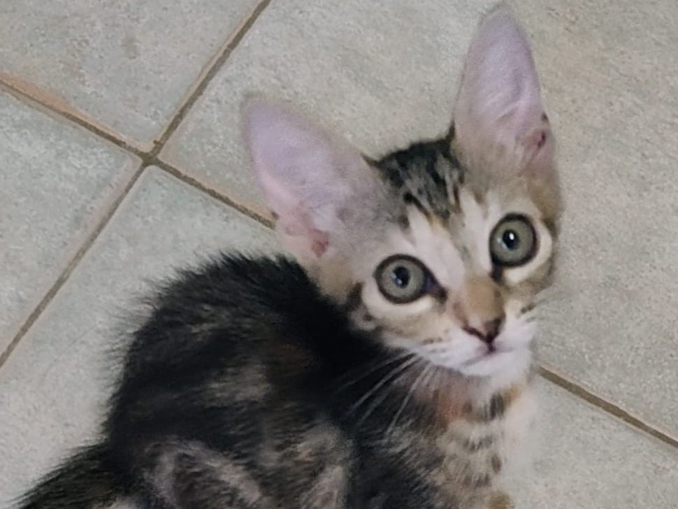 Adotta un gatto, femmina, 2 mesi, Crotone