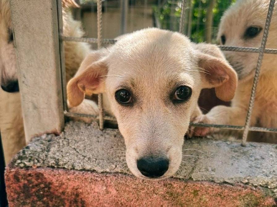 Adozione cane, femmina, Razza sconosciuta Razza sconosciuta, 3 mesi, taglia media, Avellino