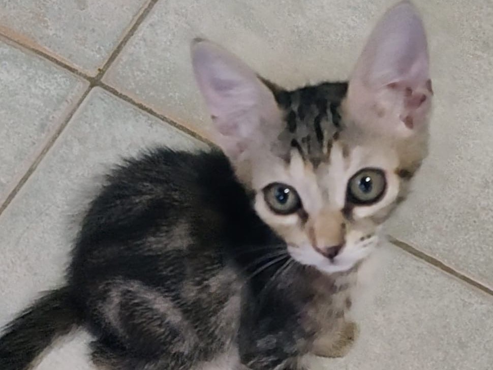Adozione gatto, femmina, Razza sconosciuta Razza sconosciuta, 2 mesi, taglia non valida, Crotone