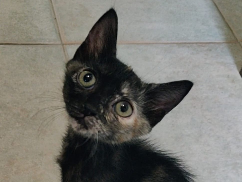 Adozione gatto, femmina, Razza sconosciuta Razza sconosciuta, 2 mesi, taglia non valida, Crotone