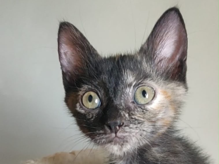 Adotta un gatto, femmina, 2 mesi, Crotone