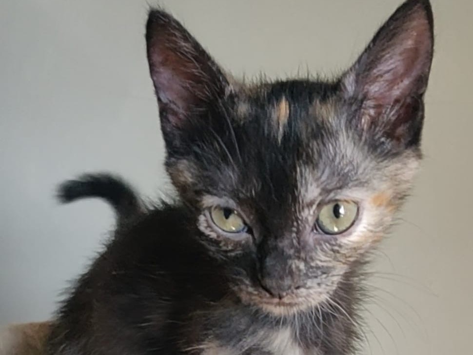 Adotta un gatto, taglia non valida, femmina, Crotone