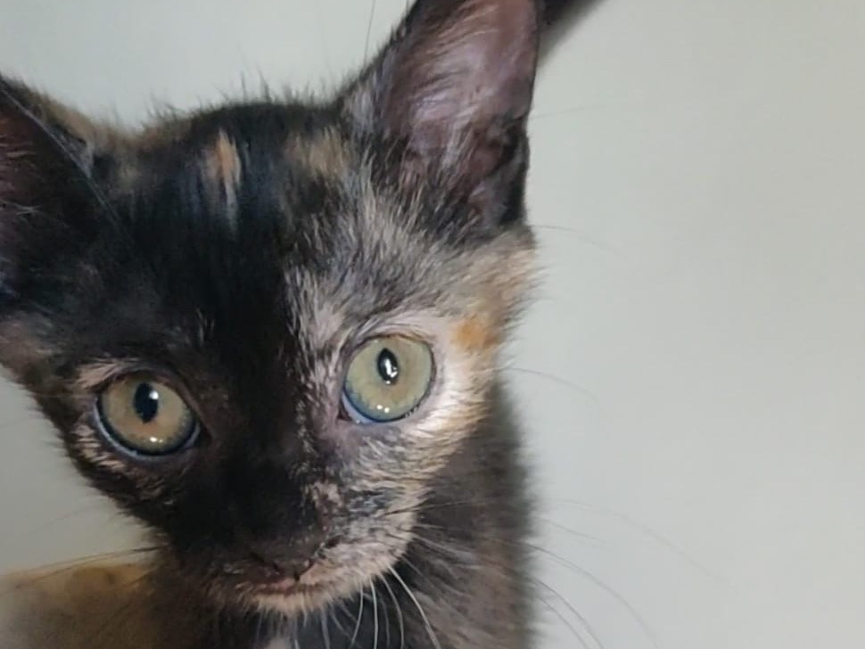 Vuoi adottare un gatto a Crotone?