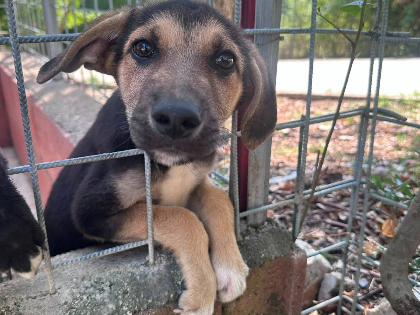 Adozione cane, maschio, Razza sconosciuta Razza sconosciuta, 3 mesi, taglia media, Avellino