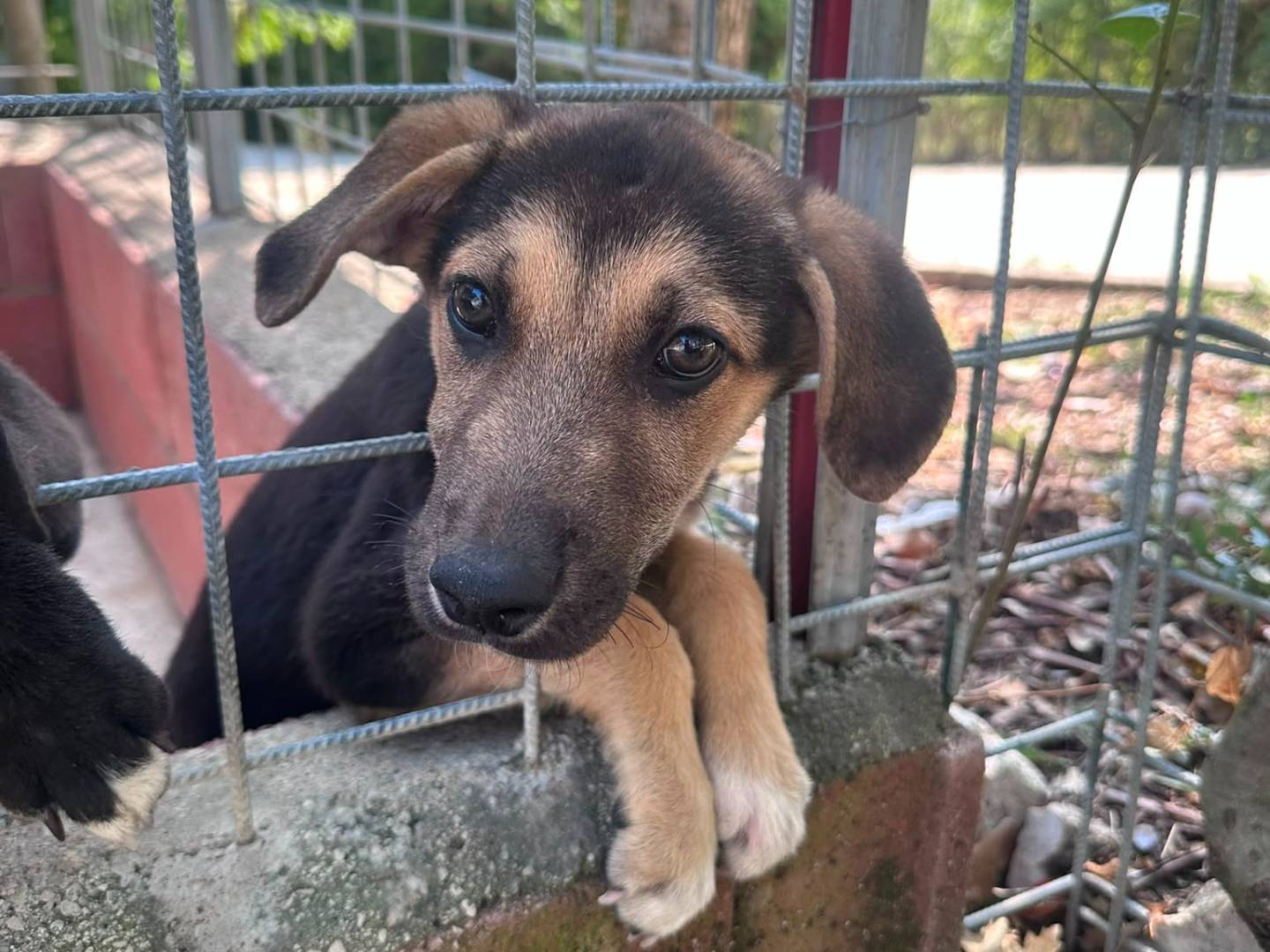 Adotta un cane, maschio, 3 mesi, Avellino