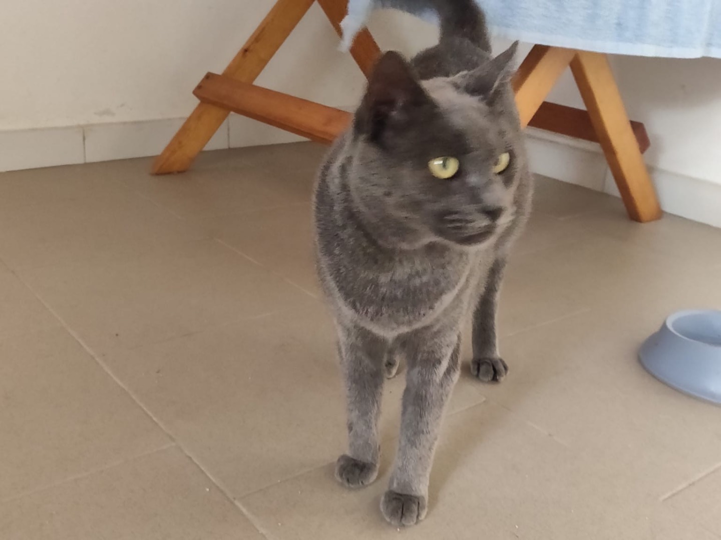 Vuoi adottare un gatto a Crotone?
