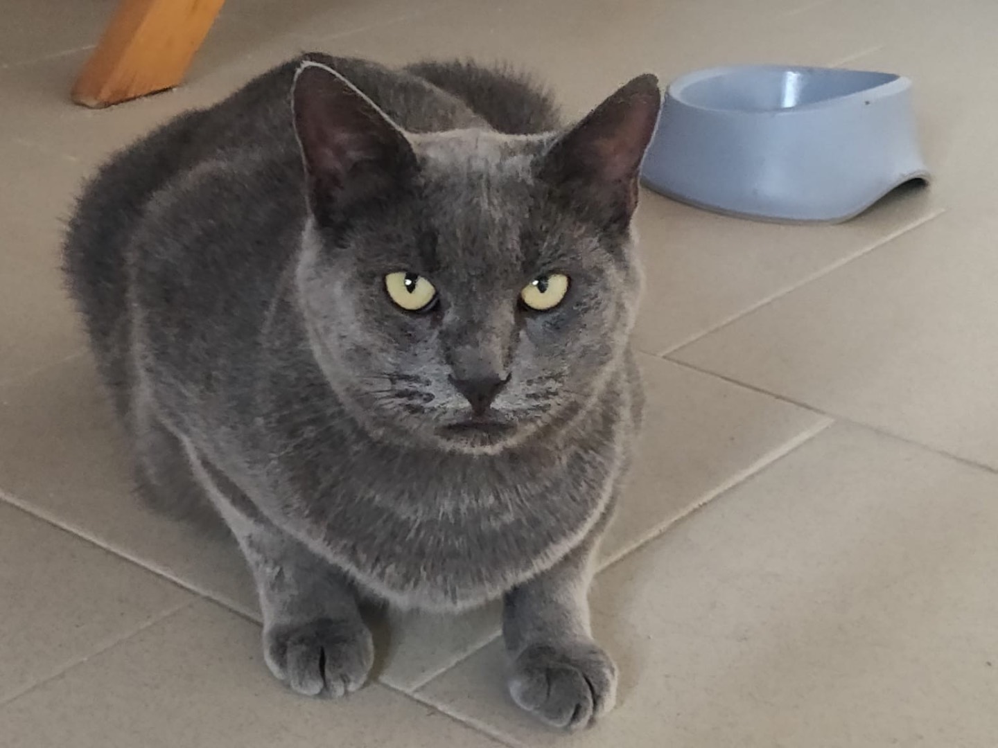 Adotta il gatto SANDOKAN a Crotone