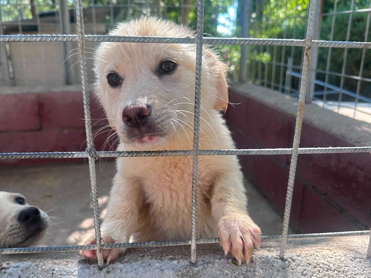 Adozione cane, femmina, Razza sconosciuta Razza sconosciuta, 3 mesi, taglia media, Avellino