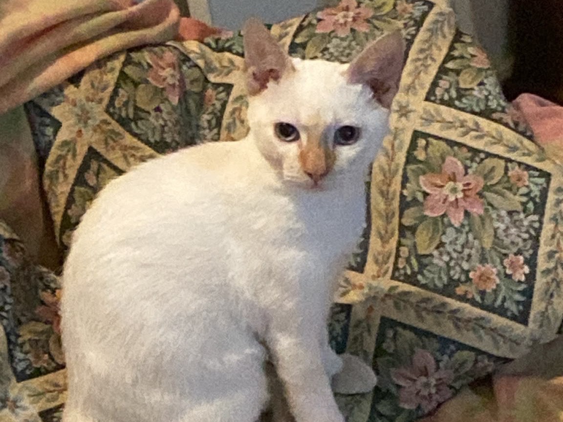 Vuoi adottare un gatto a Crotone?