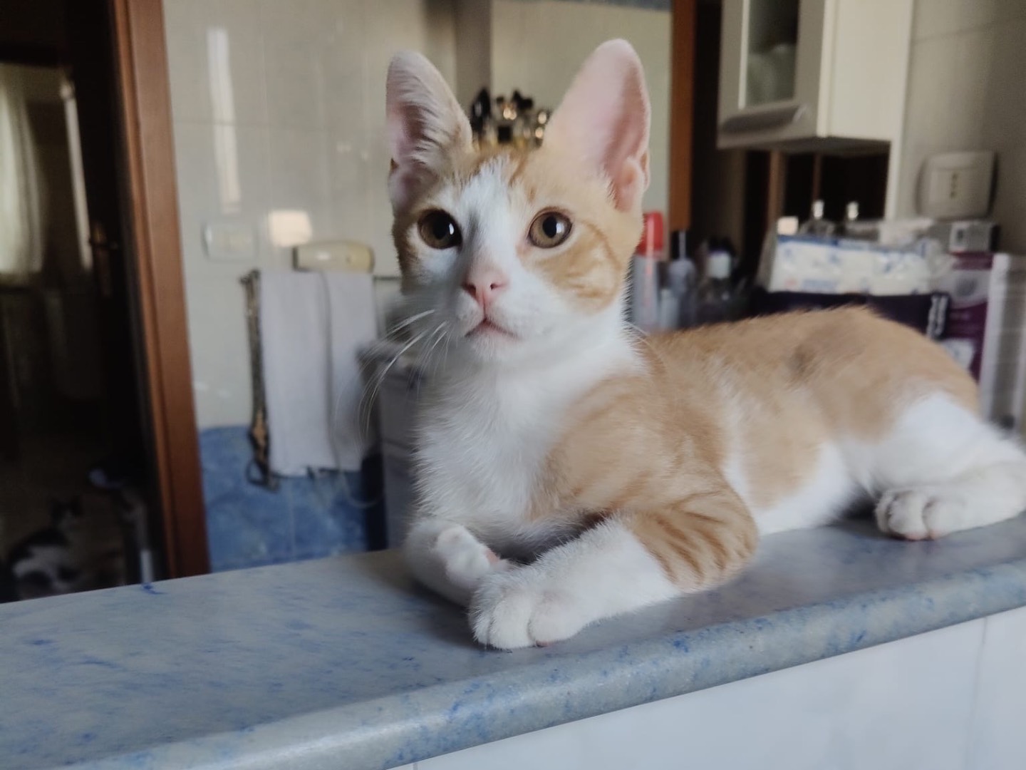 Adotta un gatto, taglia non valida, maschio, Crotone
