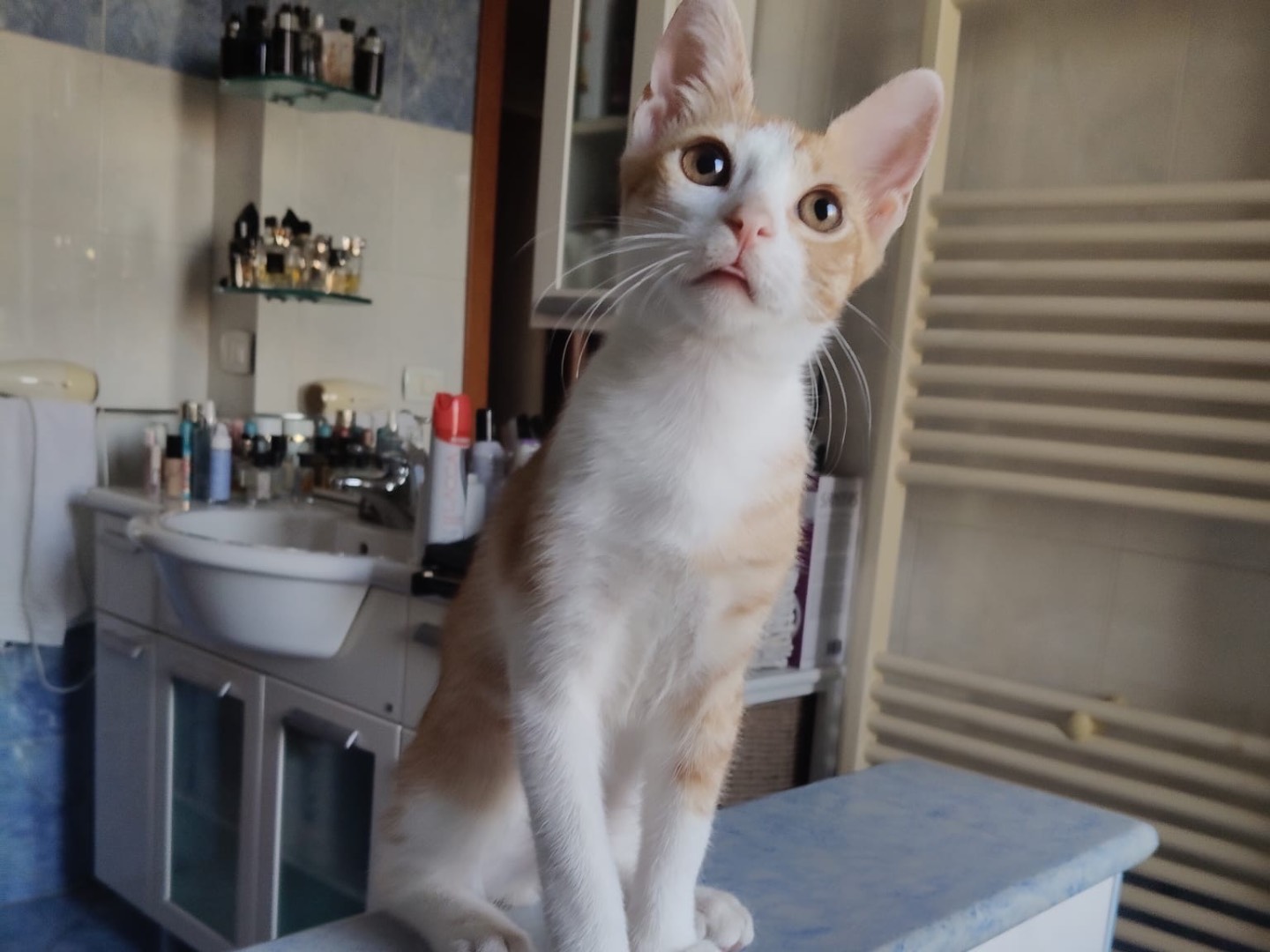 Adotta il gatto FLY GINGER a Crotone