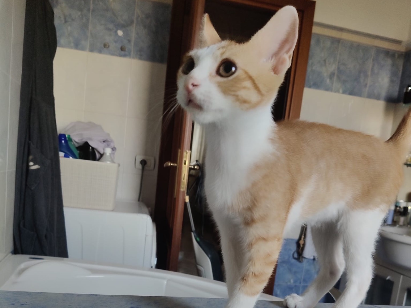 Adotta un gatto, maschio, 3 mesi, Crotone
