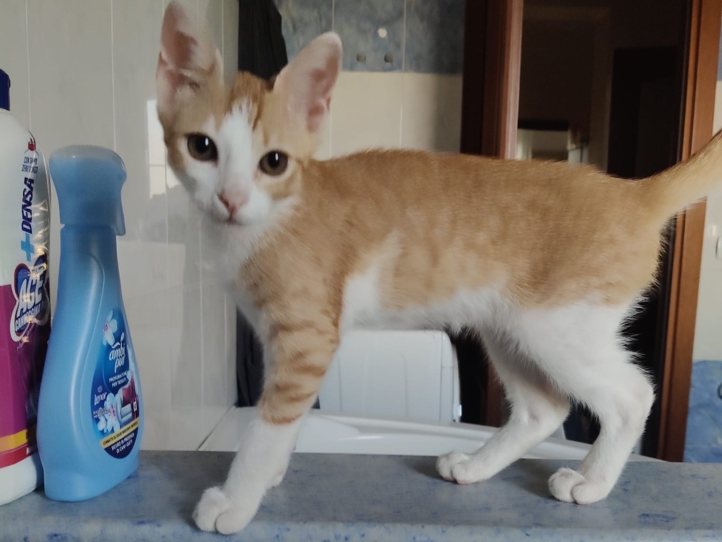 Adozione gatto, maschio, Razza sconosciuta Razza sconosciuta, 3 mesi, taglia non valida, Crotone