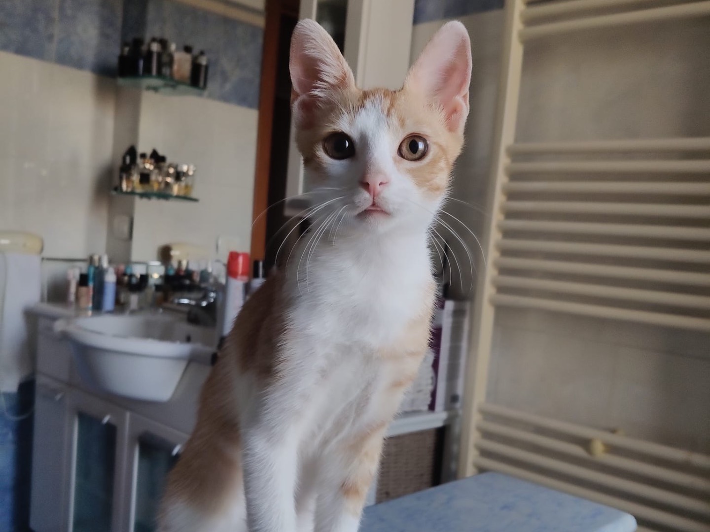 Vuoi adottare un gatto a Crotone?