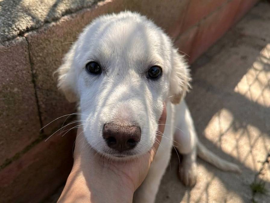 Adozione cane, maschio, Razza sconosciuta Razza sconosciuta, 3 mesi, taglia media, Avellino