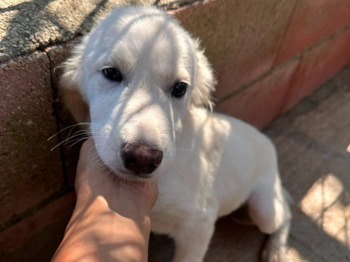 Adotta un cane, maschio, 3 mesi, Avellino