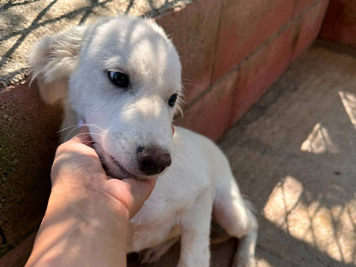 Adotta un cane, taglia media, maschio, Avellino