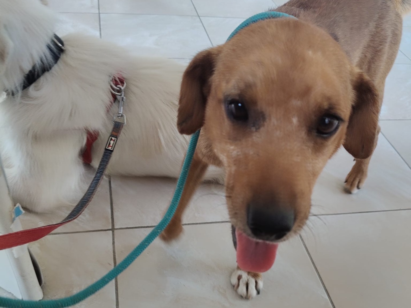 Vuoi adottare un cane a Crotone?