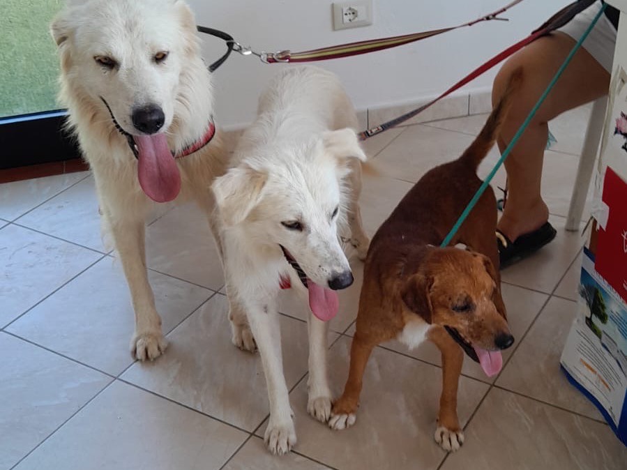Adotta il cane TICK a Crotone