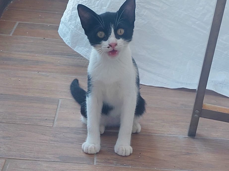 Adozione gatto, femmina, Razza sconosciuta Razza sconosciuta, 3 mesi, taglia non valida, Crotone