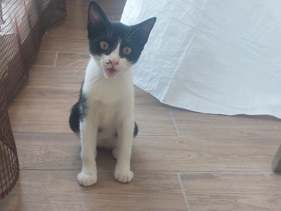 Adotta un gatto, femmina, 3 mesi, Crotone