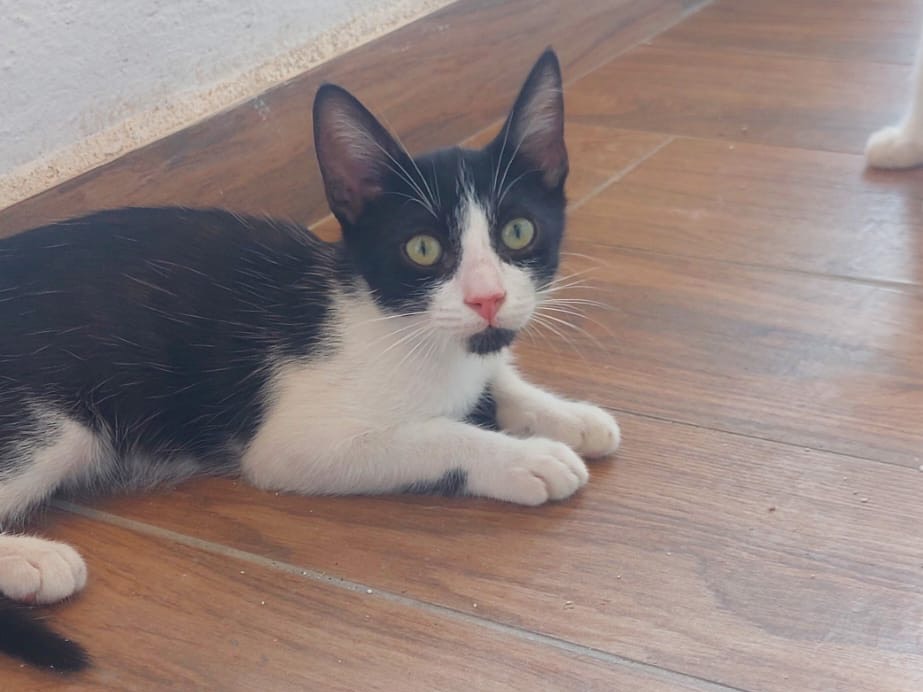 Adozione gatto, maschio, Razza sconosciuta Razza sconosciuta, 3 mesi, taglia non valida, Crotone