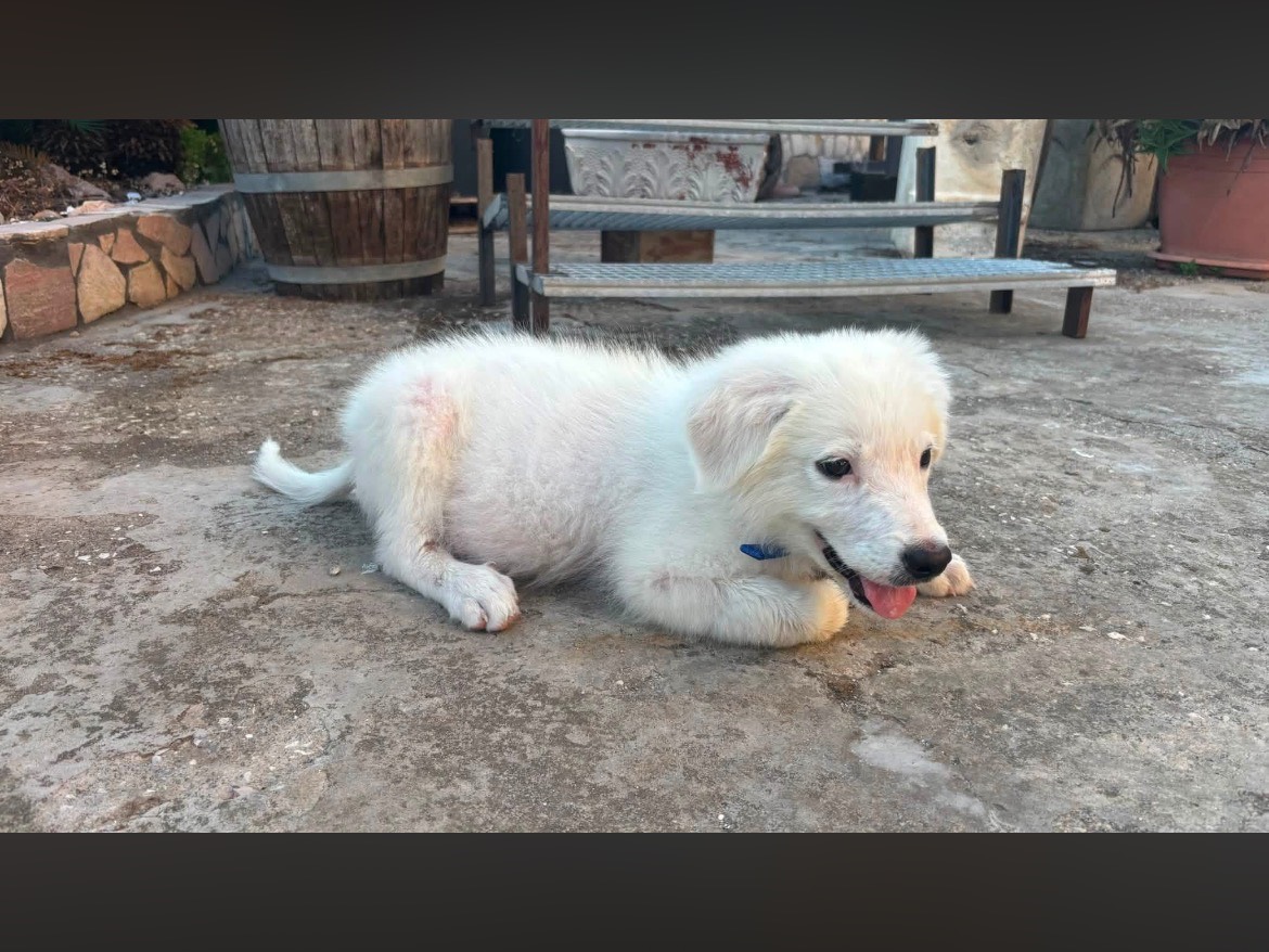 Adotta un cane, maschio, 3 mesi, Caserta