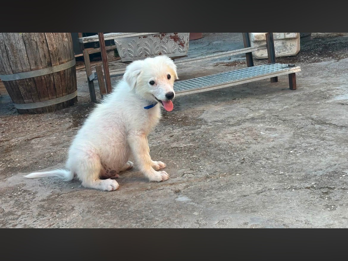 Adotta un cane, taglia media, maschio, Caserta