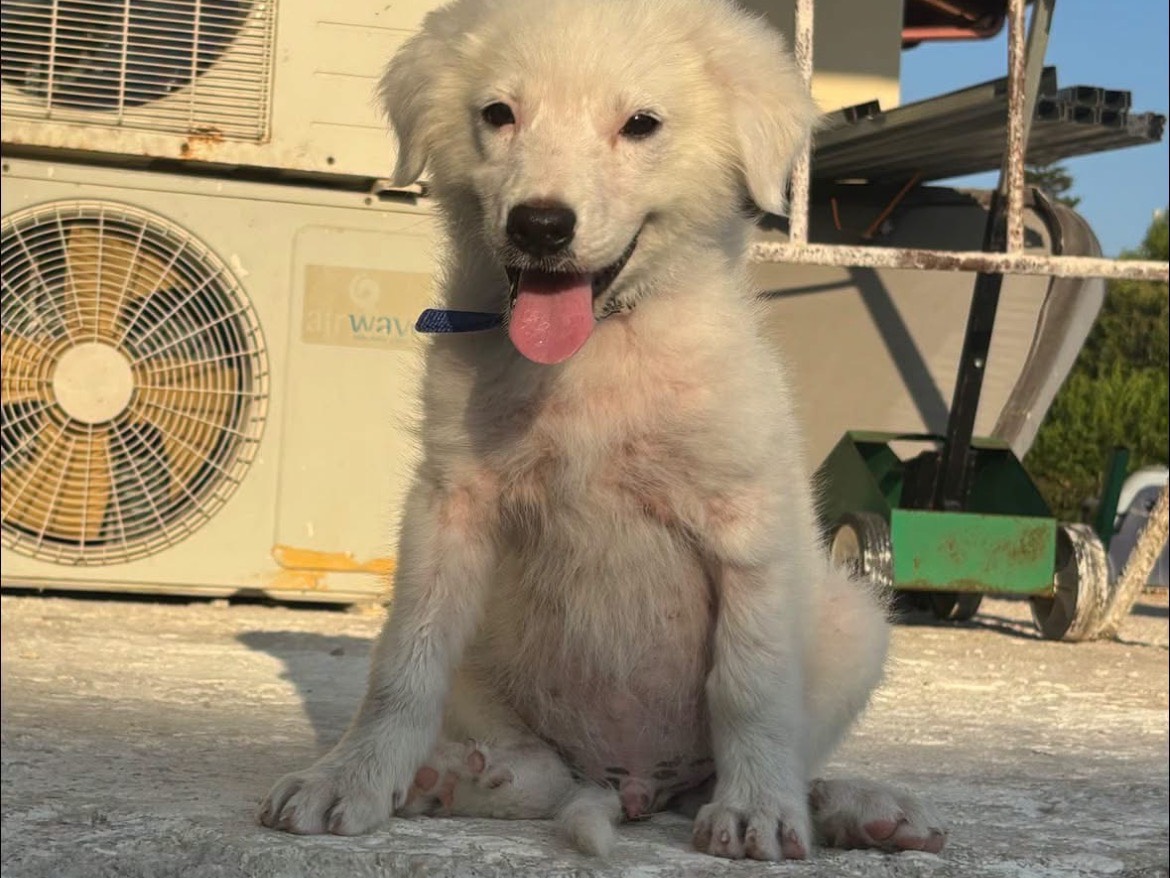 Vuoi adottare un cane a Caserta?