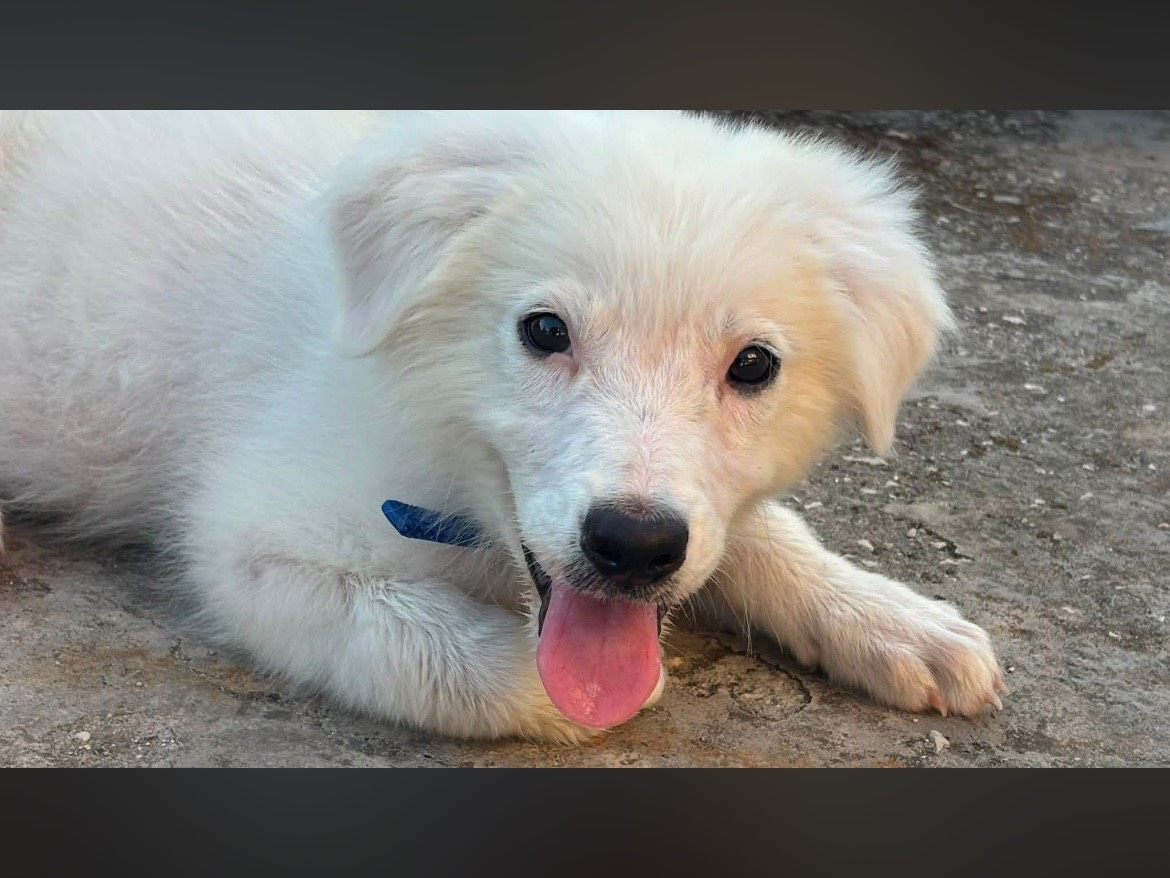Adozione cane, maschio, Pastore maremmano Razza sconosciuta, 3 mesi, taglia media, Caserta
