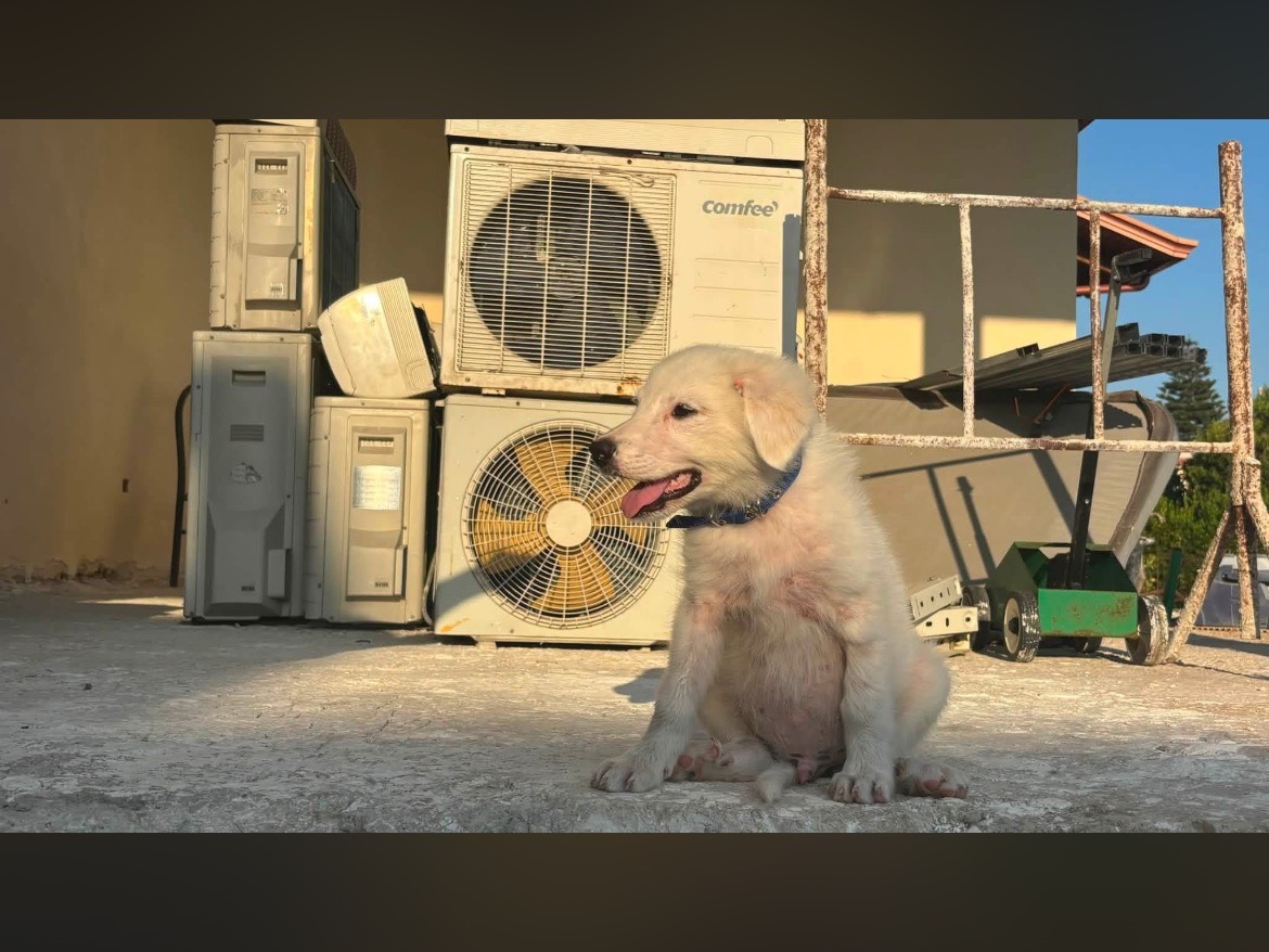 Adotta il cane Toto a Caserta