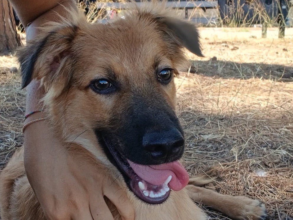 Adozione cane, maschio, Razza sconosciuta Razza sconosciuta, 5 mesi, taglia media, Crotone