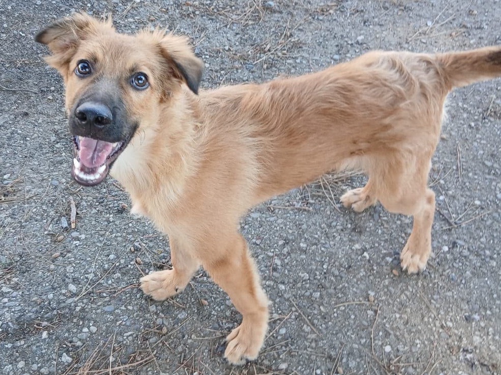 Adotta un cane, maschio, 5 mesi, Crotone
