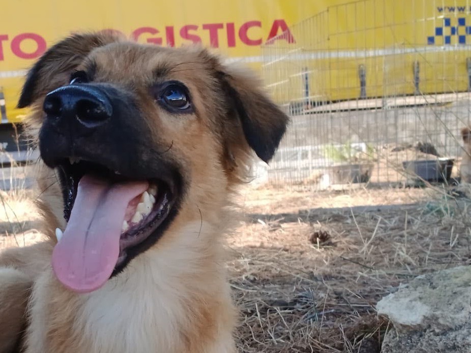 Adotta un cane, taglia media, maschio, Crotone