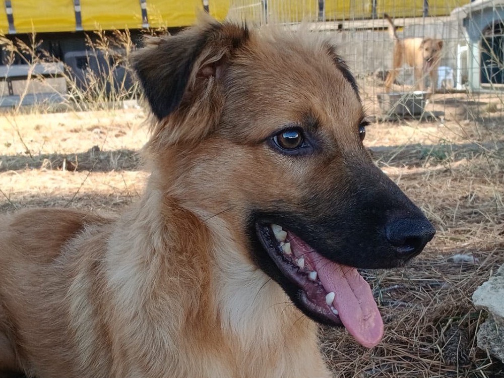 Vuoi adottare un cane a Crotone?