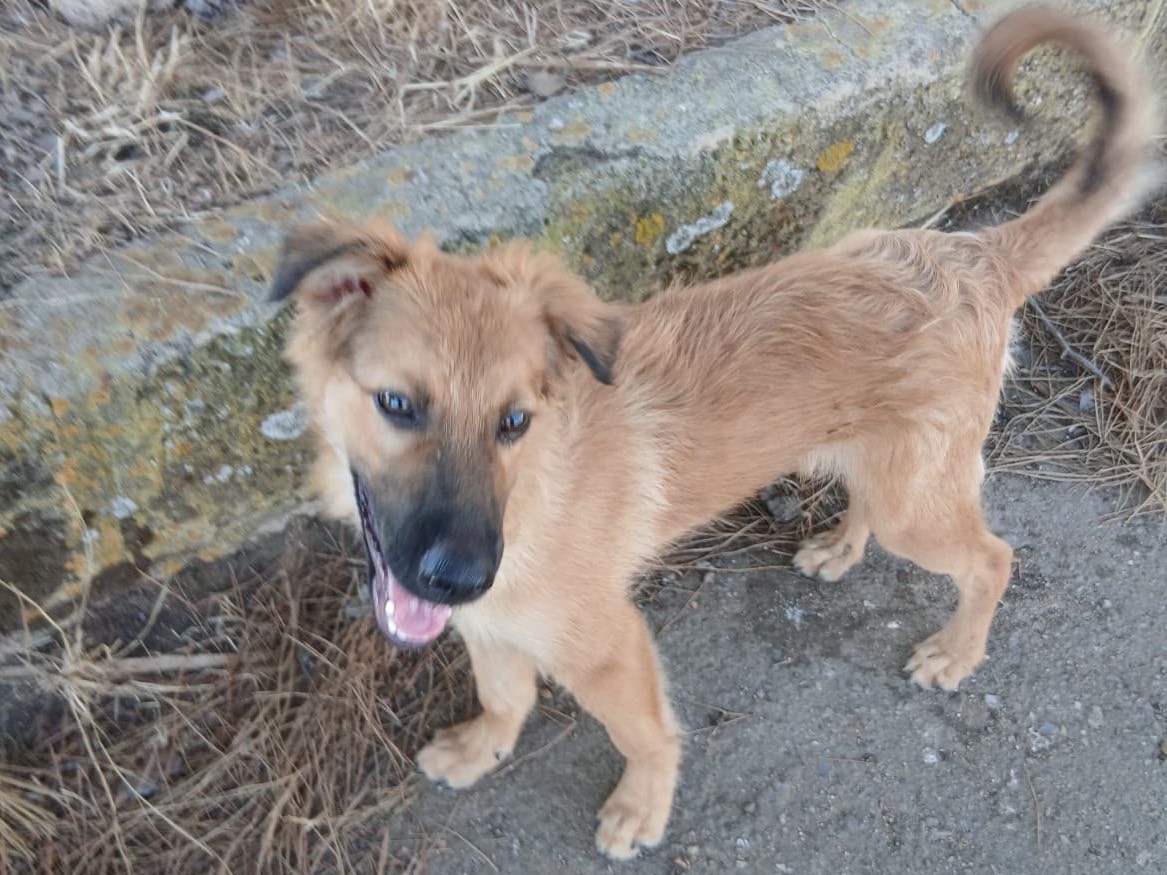 Adotta il cane Bergamotto a Crotone