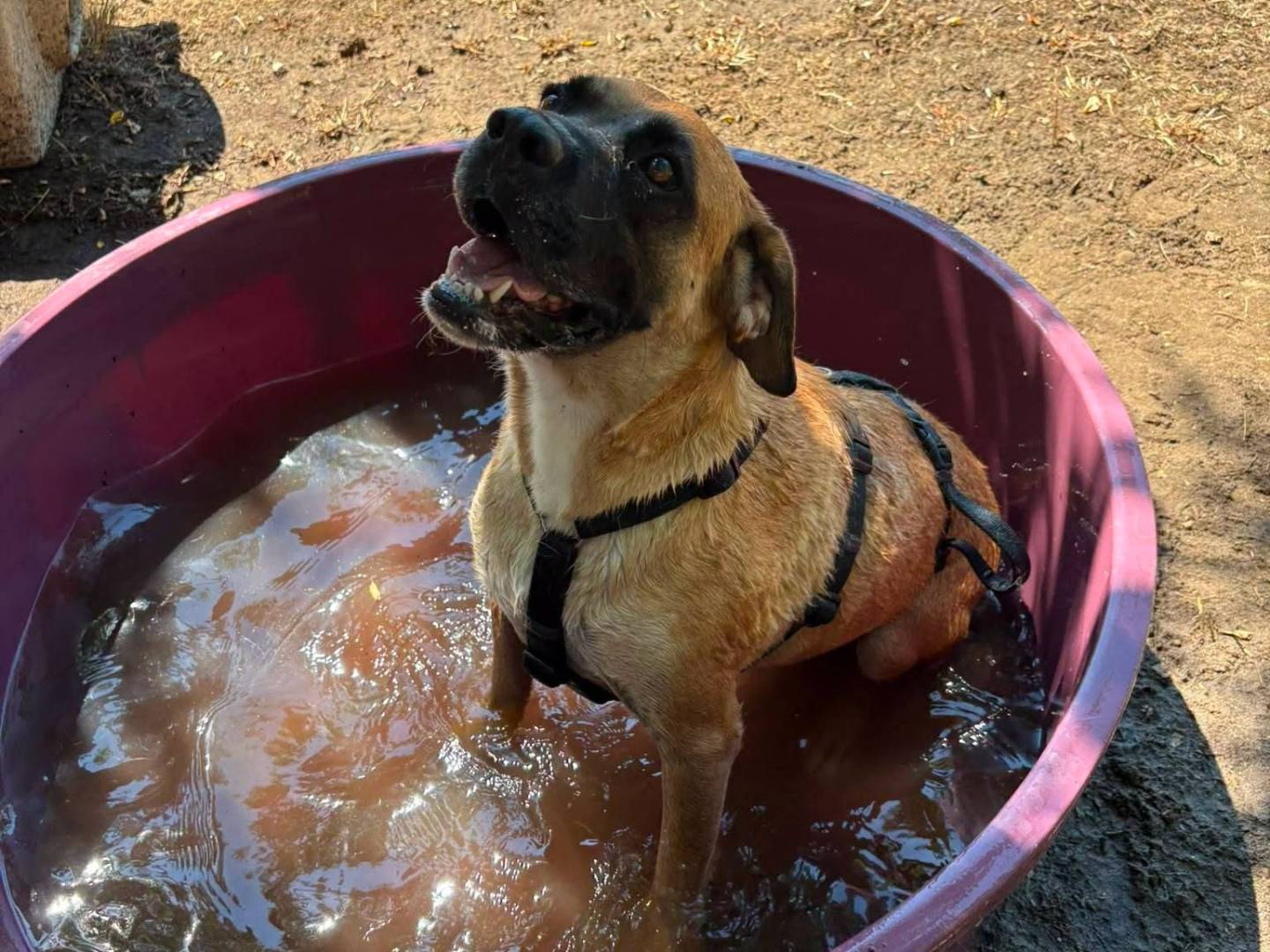 Adozione cane, maschio, Boxer Razza sconosciuta, 4 anni e 2 mesi, taglia media, Caserta